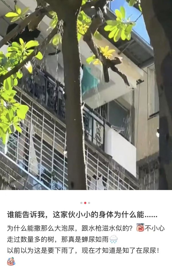 星富优配 新闻多一度 | 晴天在树下“淋雨” 专家: 可能是“蝉尿”